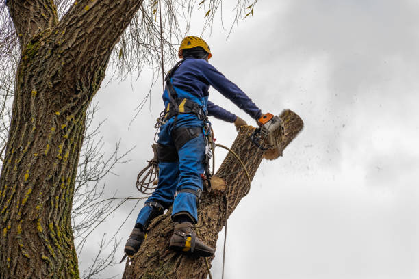 Emergency Storm Tree Removal in Eureka Springs, AR